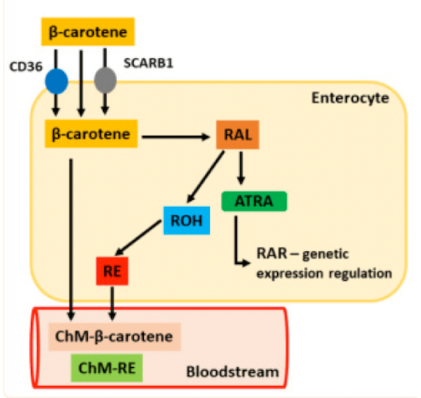 Metabolizzazione del β-carotene