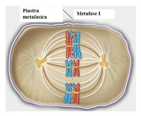 metafase I