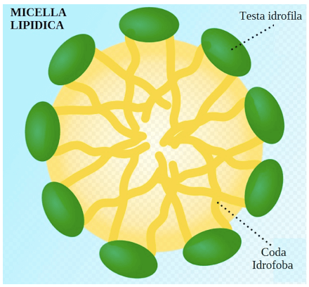 Struttura di una micella lipidica