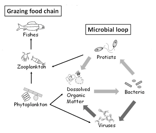 Microbial loop