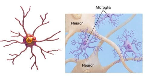 La microglia