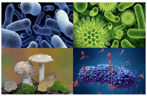 Alcuni tipi di microorganismi