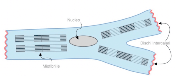 Miocardiocita