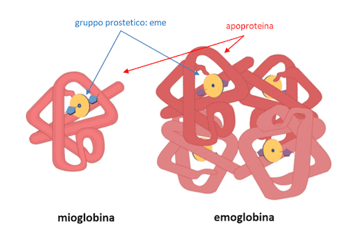 Mioglobina ed emoglobina