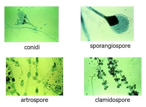 Mitospore prodotte nei Funghi pluricellulari