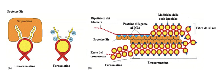 Modello per l'organizzazione strutturale dell'eterocromatina nei telomeri