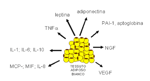 Molecole informazionali prodotte dal tessuto adiposo
