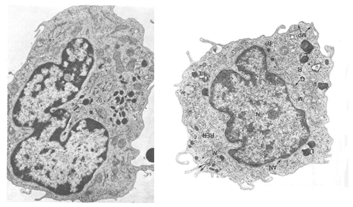 Monocito e macrofago