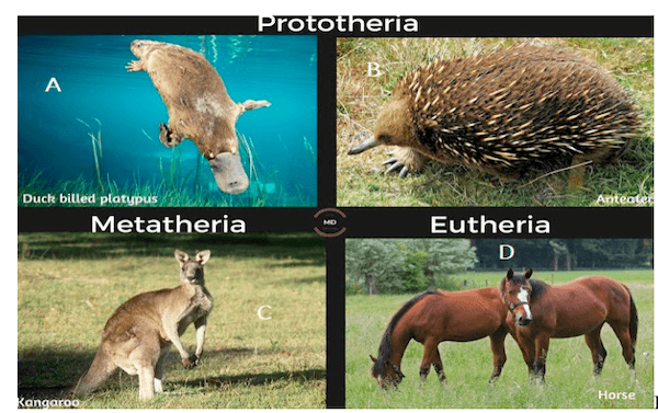 Monotremi, Marsupiali e Placentati