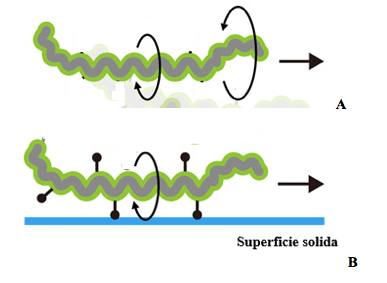 Movimento rotatorio e ondulatorio di una cellula di spirocheta