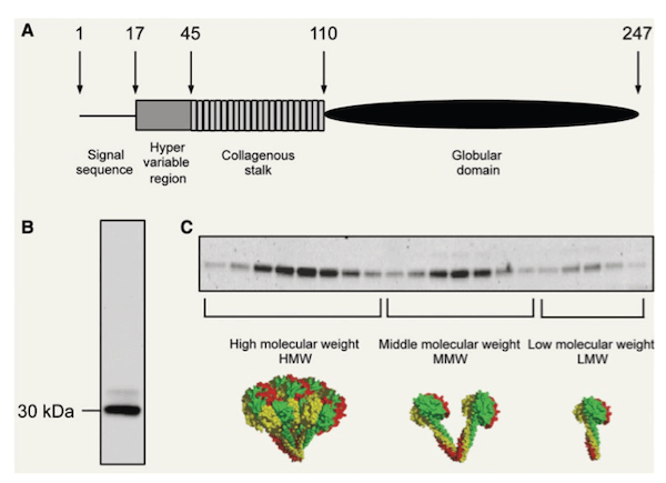 Multimeri di adiponectina nel topo