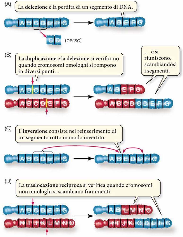 mutazioni cromosomiche