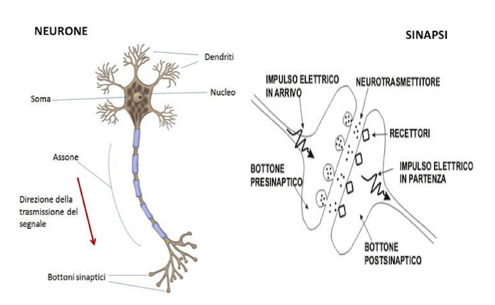 Neurone e sinapsi chimica