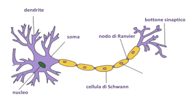 neurone