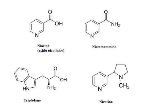 niacina, nicotinammide, triptofano, nicotina