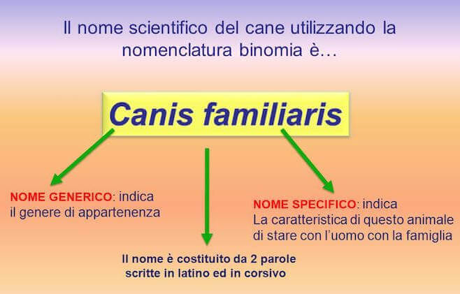 Nomenclatua binomia