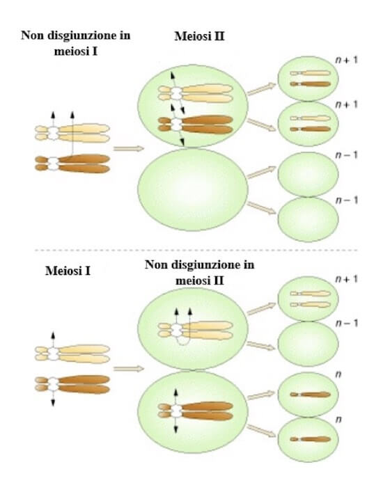 La non disgiunzione dei cromosomi omologhi in meiosi I o dei cromatidi fratelli in meiosi II