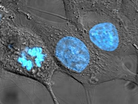 nuclei cellulari