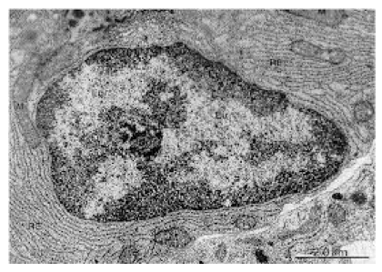 Nucleo della cellula eucariotica