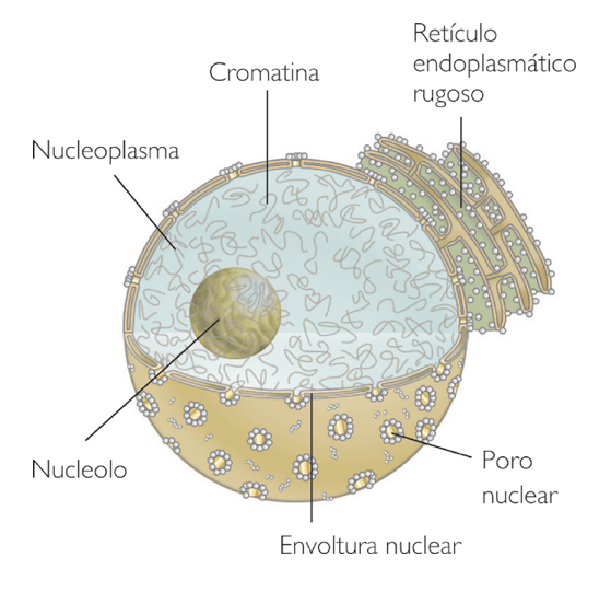 Nucleoplasma