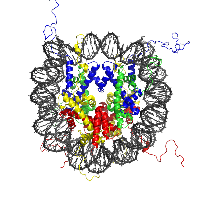 Struttura cristallina del nucleosoma