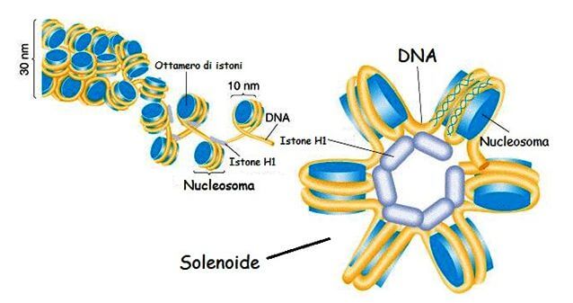 nucleosomi