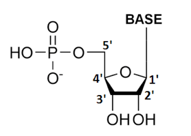 nucleotide del DNA