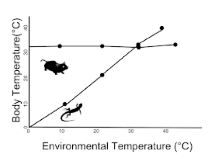 Differenze nell'andamento della temperatura corporea in un organismo omeoterma (roditore) e peciloterma (lucertola) in relazione alle variazioni di temperatura ambientale