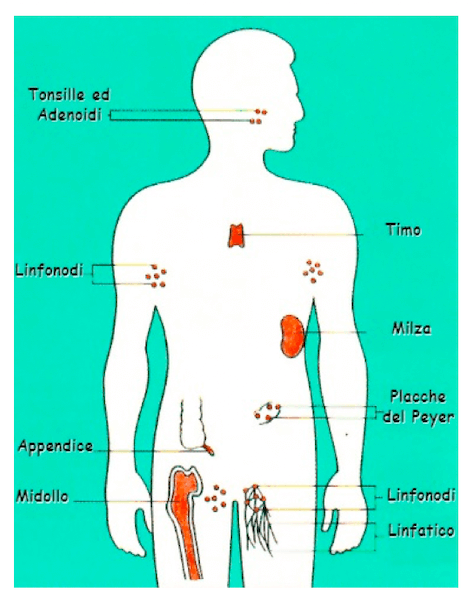 Gli organi del sistema immunitario