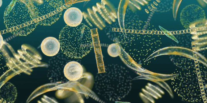 Organismi che compongono il fitoplancton