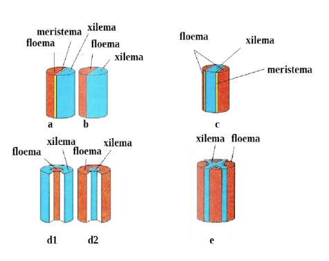 Organizzazione dei fasci nel floema