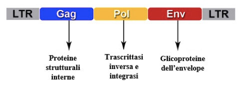 Organizzazione del genoma dei retrovirus