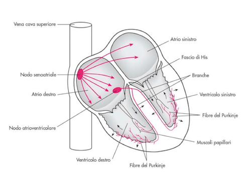 Organizzazione del muscolo cardiaco