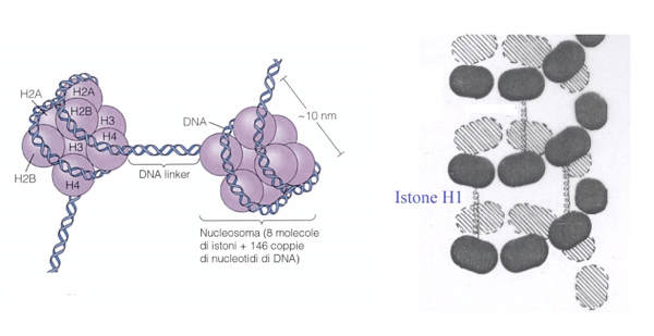 Organizzazione del nucleosoma