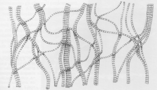 Organizzazione delle fibre reticolari