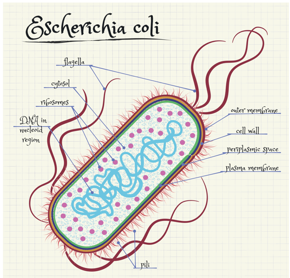 Organizzazione generale di Escherichia coli
