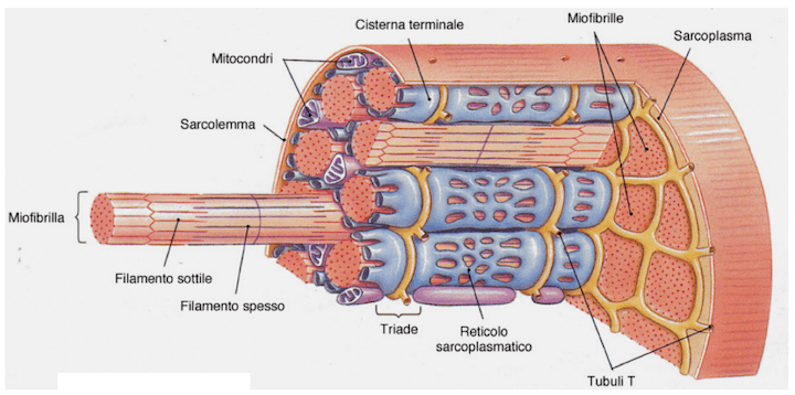 Organizzazione interna di una fibra muscolare