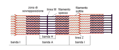 Organizzazione dei filamenti di actina e miosina nel sarcomero