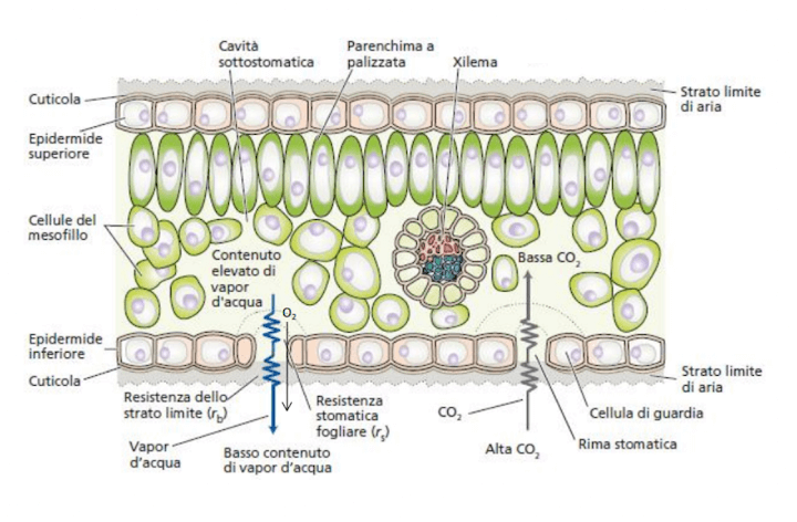 Organizzazione tissutale di una foglia