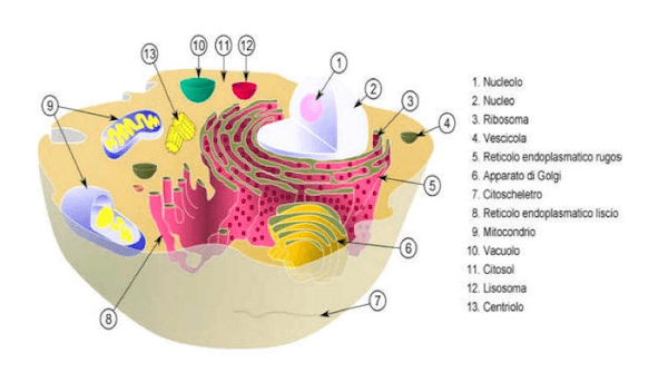 Organuli cellulari in cellula animale