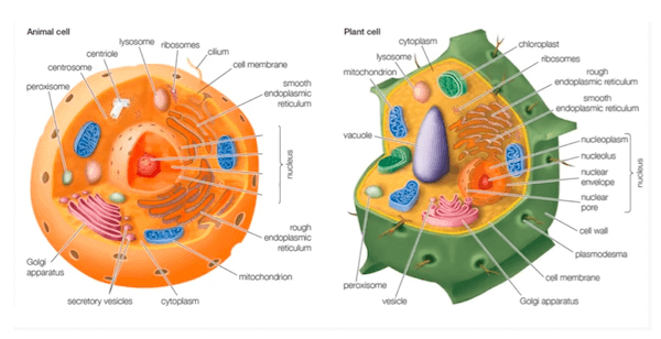 Organuli cellulari nella cellula vegetale e nella cellula animale