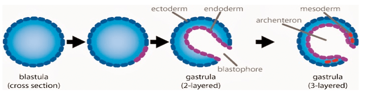 Origine dei foglietti germinativi nel passaggio da Blastula a Gastrula