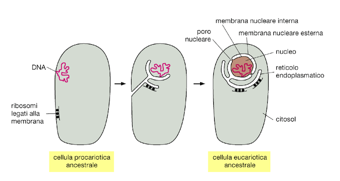 Possibile origine del sistema membranoso della cellula eucariote