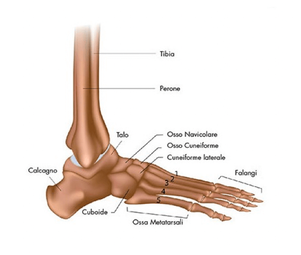 Ossa del piede