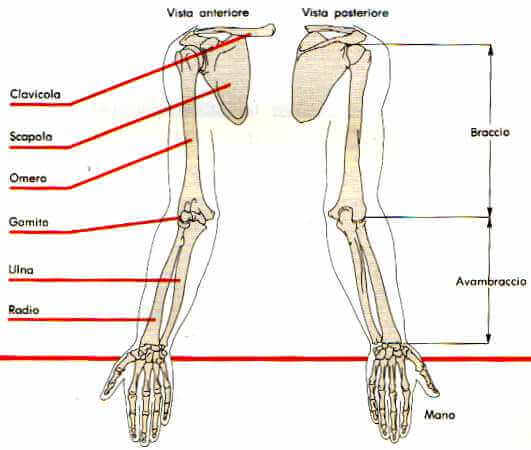 ossa del braccio e avambraccio