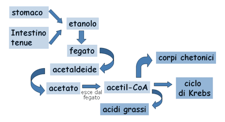 Ossidazione etanolo