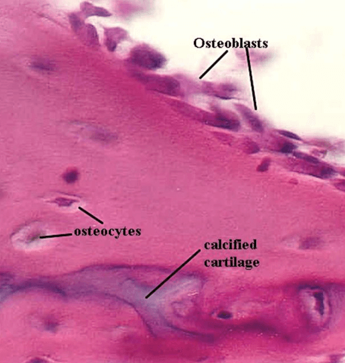 Osteoblasti allineati sulla superficie dell'osso