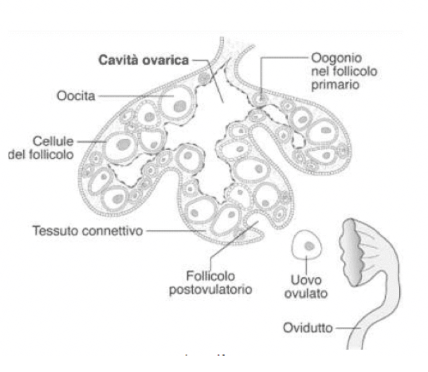 Ovario di vertebrato non mammifero