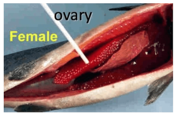 Ovario nei pesci teleostei
