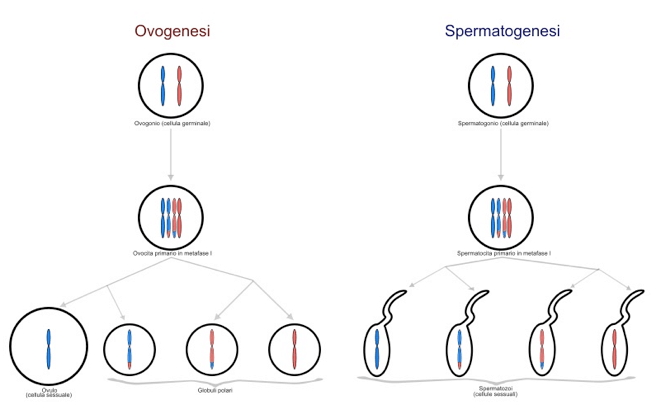 Ovogenesi e spermatogenesi
